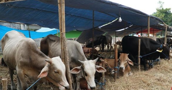 Dampak PPKM Darurat, Penjual Hewan Kurban Rela Banting Harga