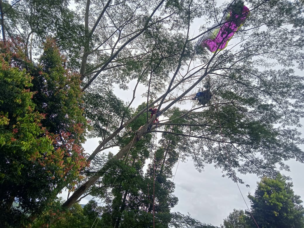 Siswa Paralayang Tersangkut di Pohon di Kawasan Puncak