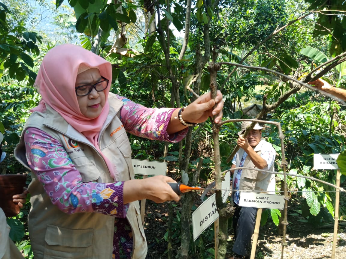 Jadi Penghasil Kopi Robusta Terbesar Di Jawa Barat Dorong Terwujudnya Karsa Bogor Maju