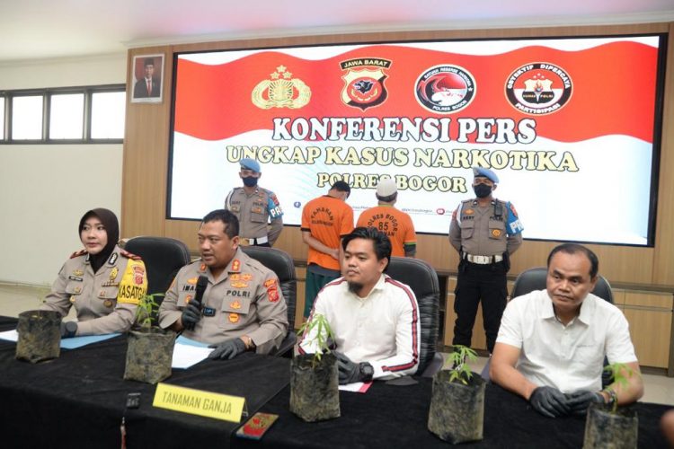 Tanam Ganja, Dua Pria Diamakan Polisi