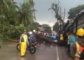Pohon Tumbang Putus Arus Lalu Lintas Ciawi – Sukabumi