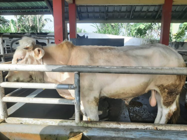 Puntodewa, Belgian Blue Unggulan Polbangtan Kementan