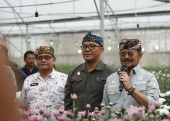 Bunga Krisan Desa Sukamanah Siap Diekspor ke Jepang