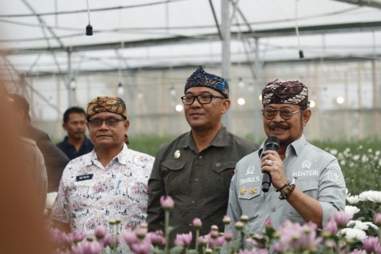 Bunga Krisan Desa Sukamanah Siap Diekspor ke Jepang