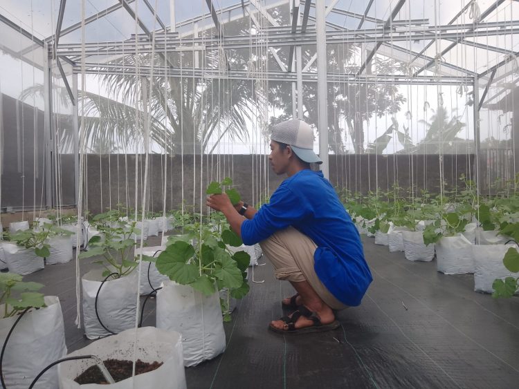 PT.BTA Tanam Sayuran Hingga Buah Dengan Sistem Hidroponik