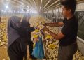 Mahasiswa Universitas Udayana Belajar Sistem Perkandangan Unggas Tertutup di IPB University