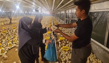 Mahasiswa Universitas Udayana Belajar Sistem Perkandangan Unggas Tertutup di IPB University
