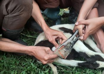 Uji Kompetensi, Mahasiswa Polbangtan Mahir Kastrasi Domba
