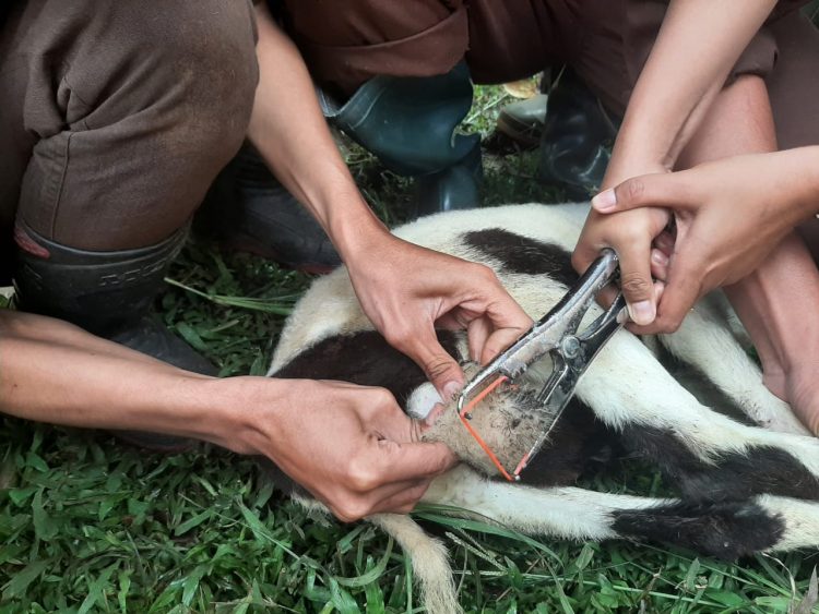 Uji Kompetensi, Mahasiswa Polbangtan Mahir Kastrasi Domba