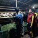 Lakukan Anjangsana, Mahasiswa Polbangtan Kementan Optimalkan Kemampuan Beternak
