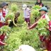 Eduwisata, Sarana Polbangtan Kementan Giatkan Konsumsi Buah dan Sayur Lokal