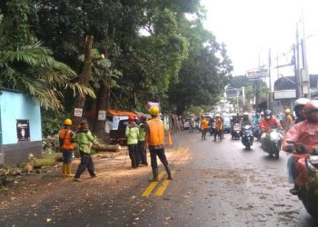 Hati-hati! Ditengah Cuaca Ekstrim,  Pohon Tua Ancam Keselamatan Warga 