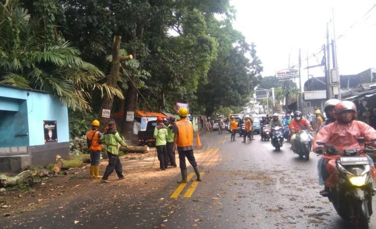Hati-hati! Ditengah Cuaca Ekstrim,  Pohon Tua Ancam Keselamatan Warga 