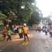 Hati-hati! Ditengah Cuaca Ekstrim, Pohon Tua Ancam Keselamatan Warga