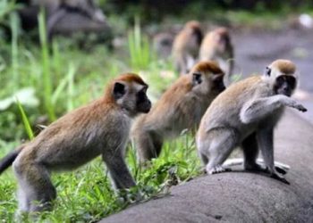 Diserbu Kera Liar, Warga Ciawi Resah