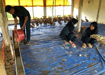 The Duck Farm, Usaha Ternak Bebek Petelur Besutan Mahasiswa Polbangtan Kementan