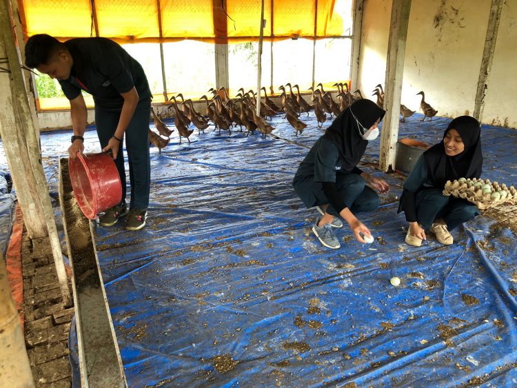 The Duck Farm, Usaha Ternak Bebek Petelur Besutan Mahasiswa Polbangtan Kementan