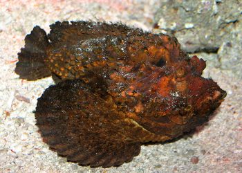 Mengenal Ikan Batu Si Paling Beracun di Lautan, Hati-hati Kalau Ketemu!