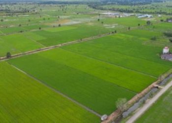 Food Estate Tingkatkan Ketahanan Pangan dan Lapangan Kerja
