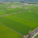 Food Estate Tingkatkan Ketahanan Pangan dan Lapangan Kerja
