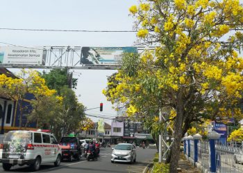 Berteduh di Bawah Tabebuya, Si Cantik Sakura Lokal Berwarna Kuning
