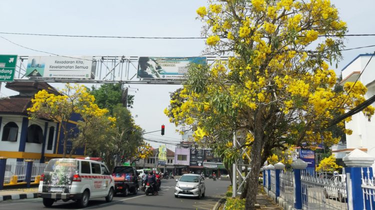 Berteduh di Bawah Tabebuya, Si Cantik Sakura Lokal Berwarna Kuning