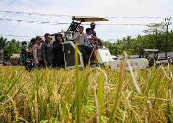 Kementan Panen Raya Padi Nusantara Satu Juta Hektar
