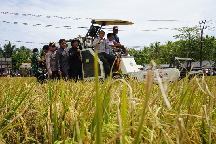 Kementan Panen Raya Padi Nusantara Satu Juta Hektar