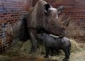 Badak Hitam Hampir Punah Lahir di Kebun Binatang Ceko