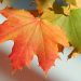 Maple Banyak Warna Begitu Cantik Bisa Bikin Cantik, Simak Yuk!