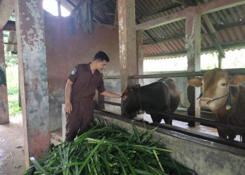 Keren, Mahasiswa Polbangtan Kementan Ini Sukses Beternak Sapi Sambil Kuliah