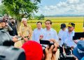 Saat Presiden Jokowi Panen Bersama Menteri Pertanian di Kebumen