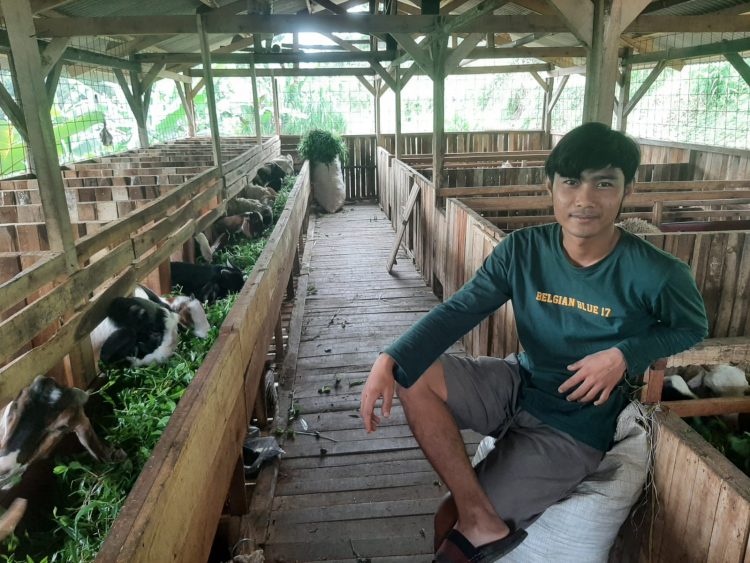 Inspiratif! Alumni Polbangtan Kementan Sukses Beternak Kambing dan Domba
