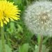 Dandelion Dianggap Gulma, Sebenarnya Tanaman Multi Manfaat yang Terlupakan