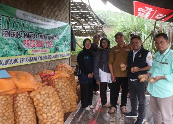 Sukses Budidaya Kentang, Milenial Sukabumi Jadi Inspirasi Petani Muda