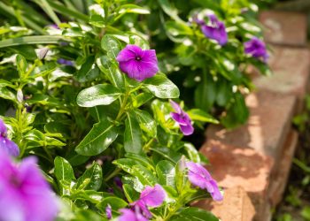 Vinca, Si Tapak Dara Cantik Berasal dari Madagaskar