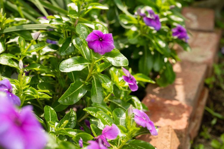 Vinca, Si Tapak Dara Cantik Berasal dari Madagaskar