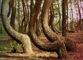 Masih Misteri, Crooked Forest Punya Pepohonan Unik dan Aneh