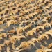 Viral! Peneliti Temukan Ribuan Mumi Kepala Domba di Kuil Ramses II