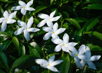 Awas Hati-hati! Jangan Ditanam di Halaman, Tanaman Ini Disukai Ular