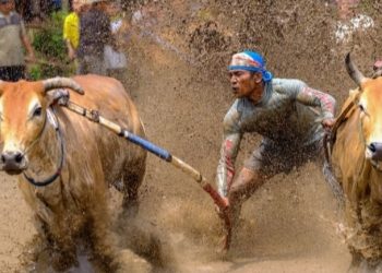 Ekstrem! Pacu Jawi, Balapan Khas Minang Dapat Tingkatkan Harga Sapi