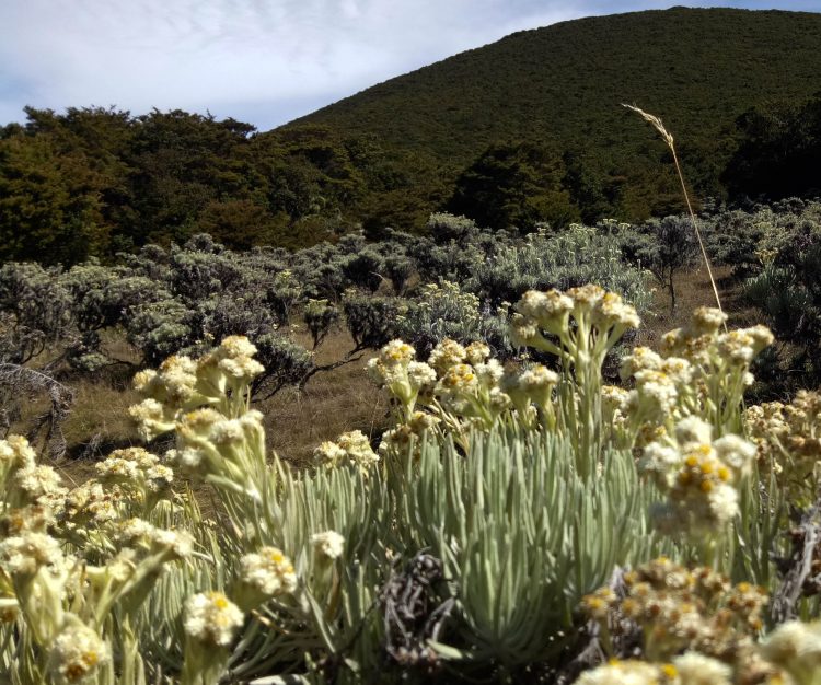 Kembali Dibuka, Jalur Pendakian Gunung Gede Diserbu Pecinta Alam