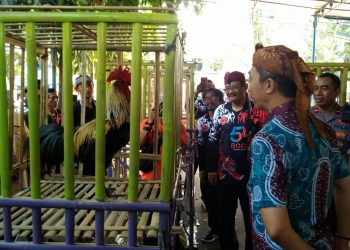 Ratusan Peserta Kontes Ayam Pelung Perebutkan Thophy Bergilir Walikota Cup