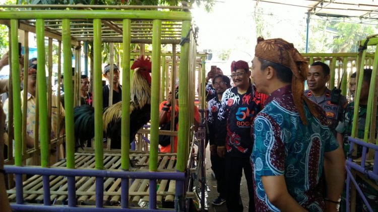 Ratusan Peserta Kontes Ayam Pelung Perebutkan Thophy Bergilir Walikota Cup