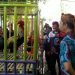 Ratusan Peserta Kontes Ayam Pelung Perebutkan Thophy Bergilir Walikota Cup