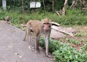 Segerombolan Monyet Liar Hebohkan Warga Puncak