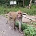 Segerombolan Monyet Liar Hebohkan Warga Puncak