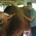 Sapi Limosin Seberat 1.080 Kilogram Dipilih Jokowi Untuk Kurban