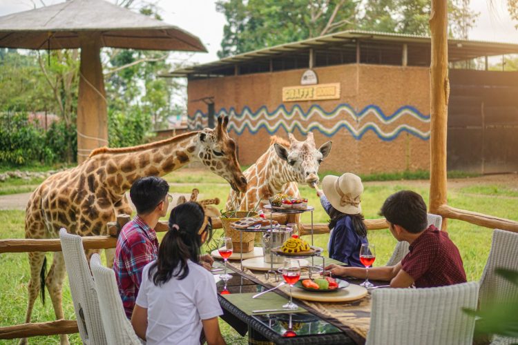 Exclusive! Dine With Giraffe Royal Safari Garden, Satu-satunya Hotel Bisa Makan Bersama Jerapah