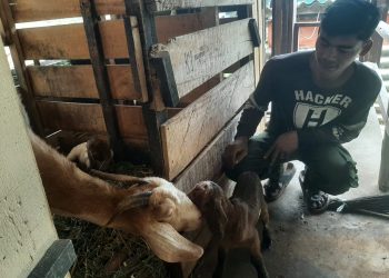 September Ceria, Teaching Factory Polbangtan Kementan Panen Cempe